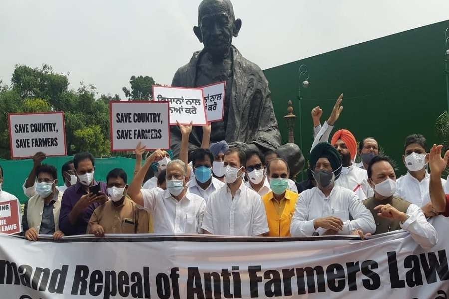 कृषि कानूनों के खिलाफ संसद भवन परिसर में कांग्रेस सांसदों ने किया प्रदर्शन, राहुल गांधी भी मौजूद