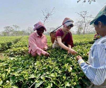 असम में प्रियंका गांधी ने चाय बागान में मजदूरों के साथ मिलकर तोड़ीं चाय की पत्तियां
