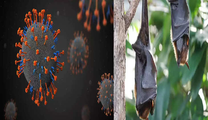 निपाह वायरस