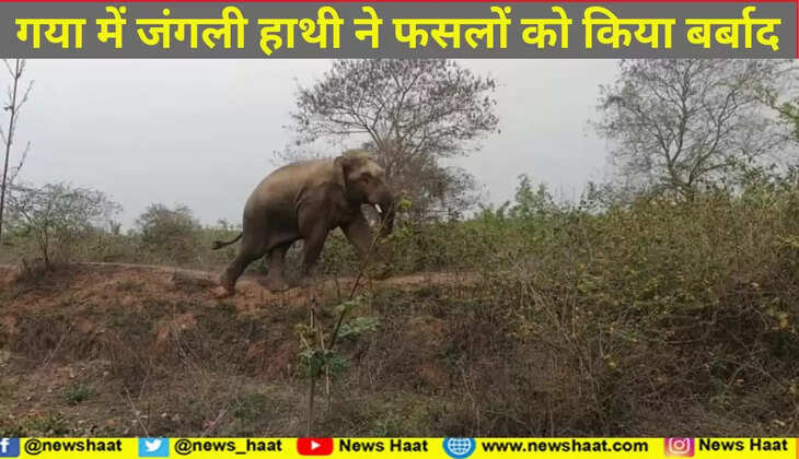 hathi