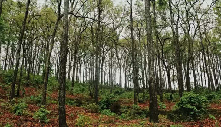 झारखंड में कार्बन क्रेडिट से होगी कमाई, वन विभाग की नई पहल से होगा पर्यावरण और अर्थव्यवस्था का संतुलन