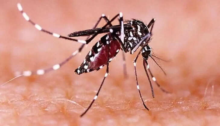 zika Virus