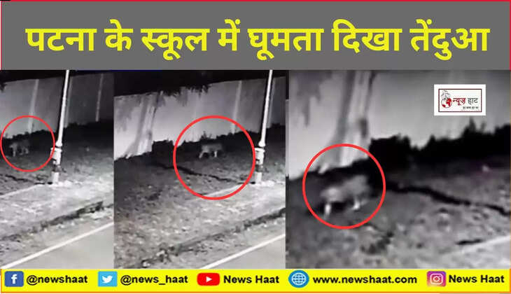 पटना के स्कूल में घूमता दिखा तेंदुआ