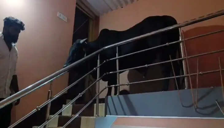 सोनारी: तीसरी मंजिल पर चढ़ा सांड, क्रेन से कराया गया रेस्क्यू 