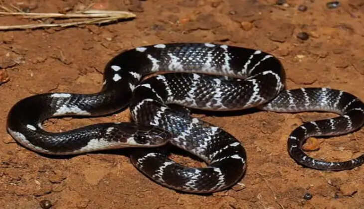 कोडरमा में सर्पदंश से दो वर्षीय मासूम की दर्दनाक मौत, चार अस्पतालों में इलाज की कोशिश रही नाकाम