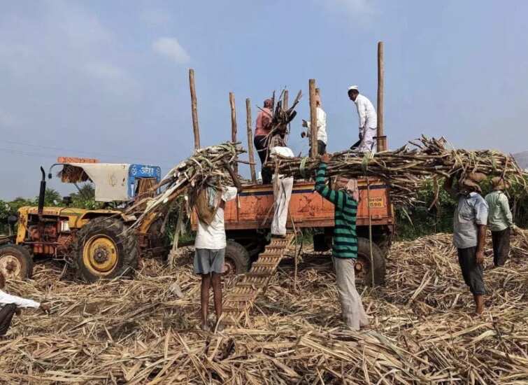 UP के गन्ना किसानों के लिए बड़ी खबर, 102 चीनी मिलों ने किया 100% भुगतान; अब तक 3.25 लाख करोड़ रुपये जारी